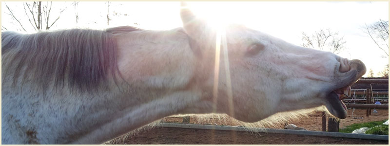 Die Sprache verstehen 